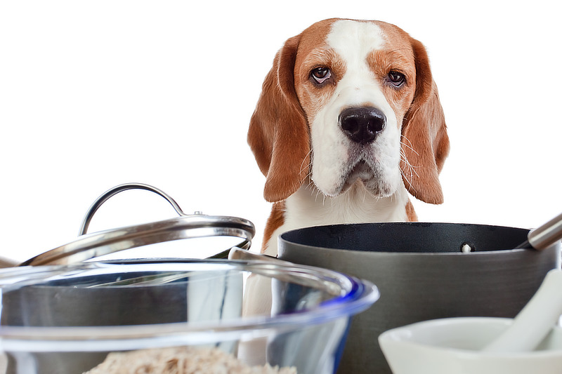 Hundefutter selbst kochen ist eine Alternative zum BARFen