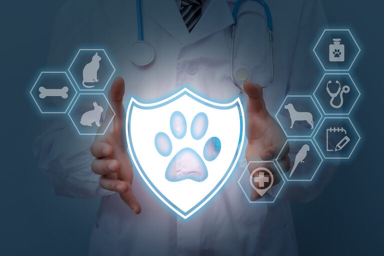 Worauf muss ich beim Abschluss einer Hundekrankenversicherung achten