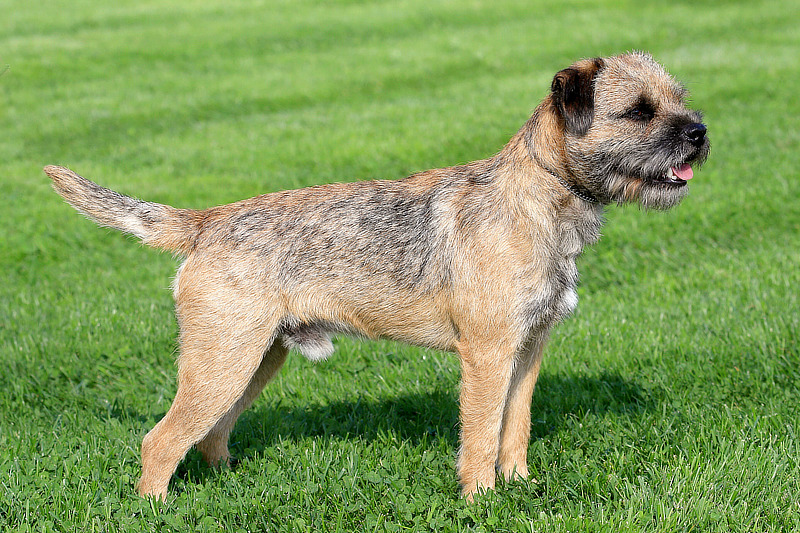 Border Terrier: Eine kleine Hunderasse mit Jagdtrieb