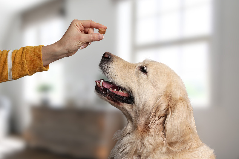 Bravecto für Hunde: Wie sinnvoll ist die Zeckentablette?