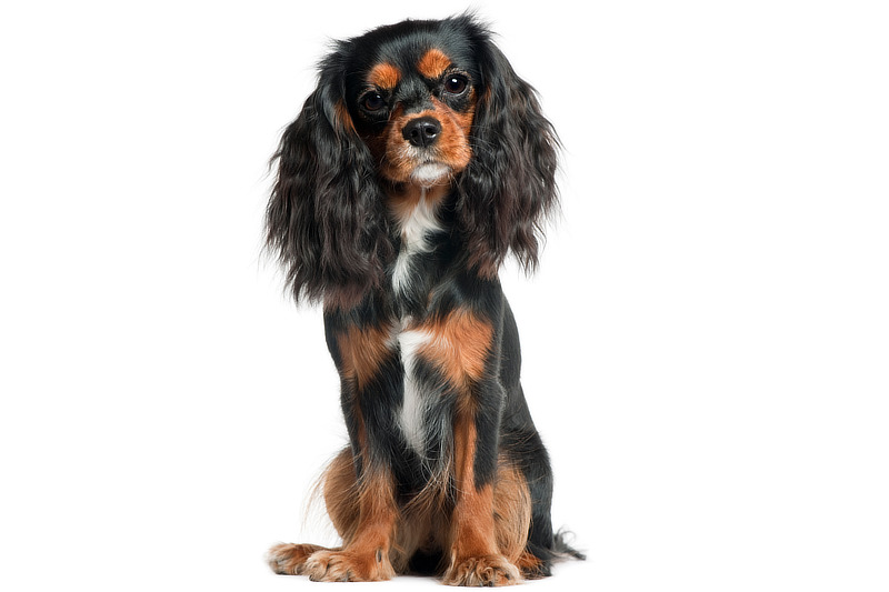 Cavalier King Charles Spaniel: Eine besonders süße kleine Hunderasse
