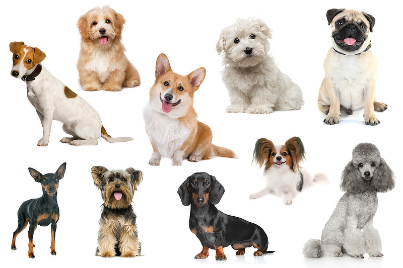 Die beliebtesten kleinen Hunderassen von A bis Z