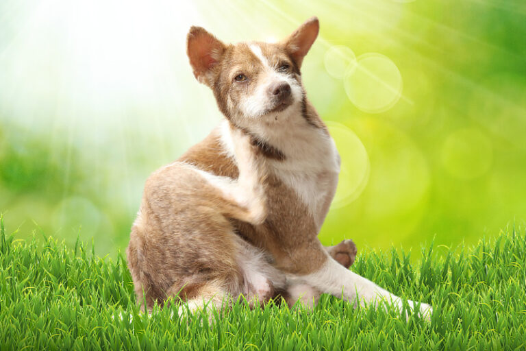 Grasmilben Hund