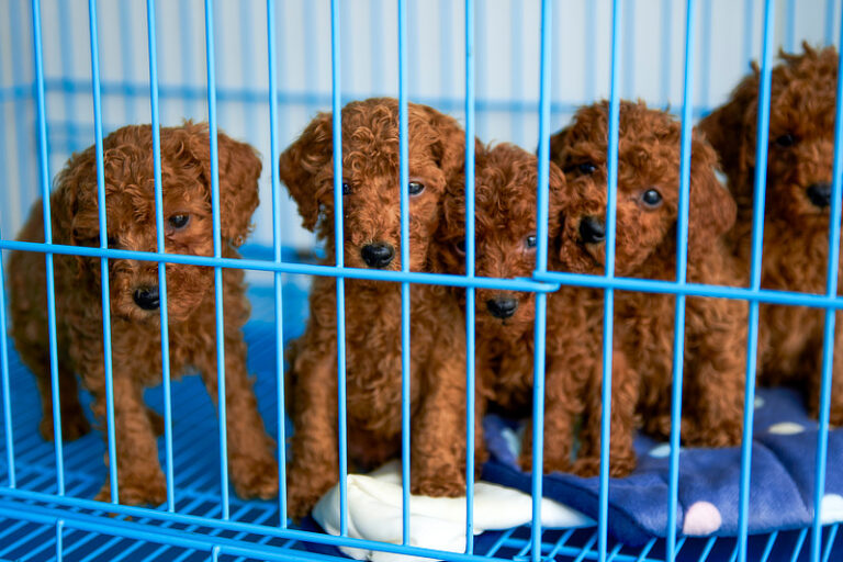 Illegaler Welpenhandel und das Leid der Vermehrerhunde