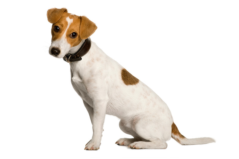 Jack Russell Terrier: Eine lebhafte kleine Hunderasse