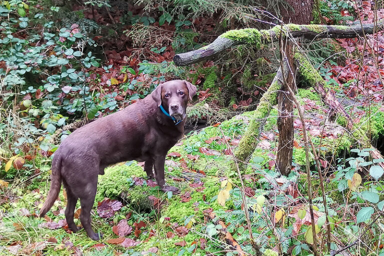Librela für Hunde Wirkungsweise, Kosten & Erfahrungen