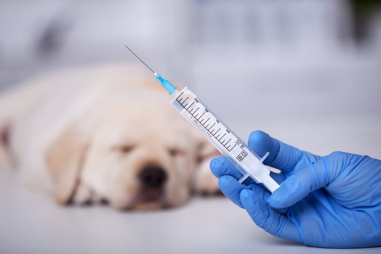 Librela für Hunde