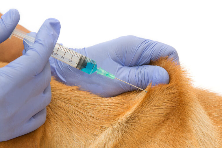 Librela für Hunde Wirkungsweise, Kosten & Erfahrungen