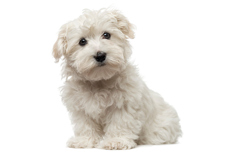 Malteser sind beliebte Mini-Hunde für Anfänger