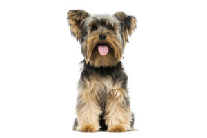 Hunder Mini Kleine Hunderassen: Kleine Hunde von A bis Z (mit Bildern)