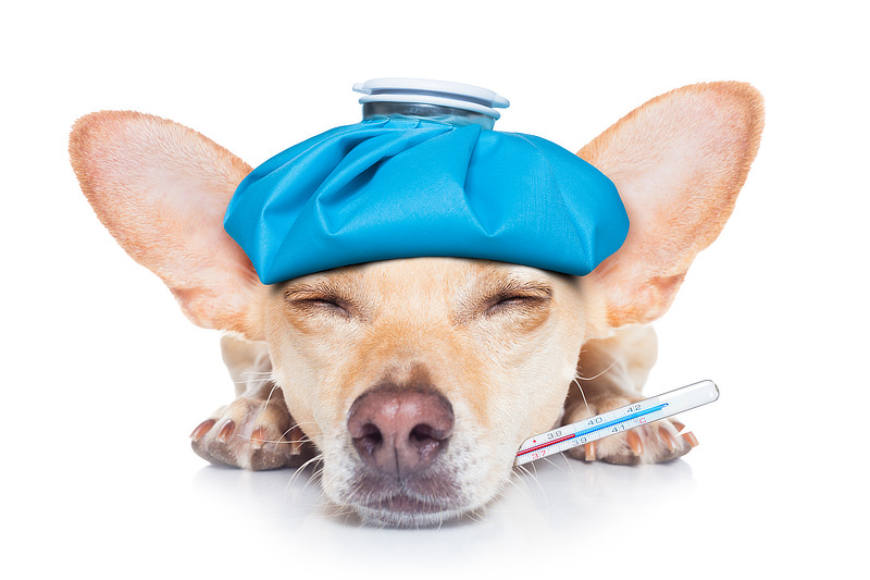 Hund zittert im Schlaf: Fieber kann eine Ursache sein