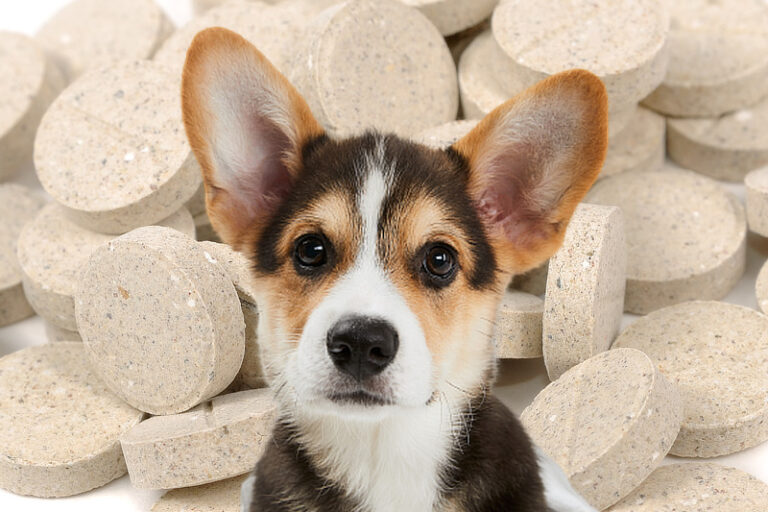 Bierhefe Hund