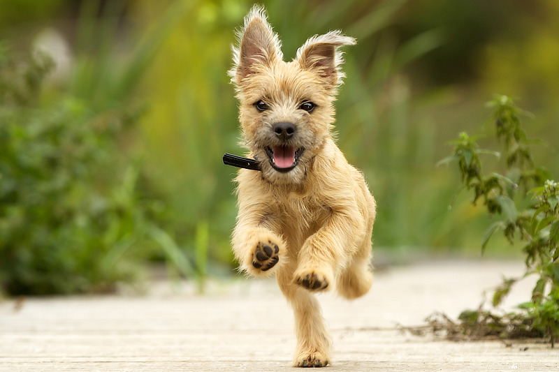 Es gibt viele positive Erfahrungsberichte zu Grünlippmuschelpulver für Hunde
