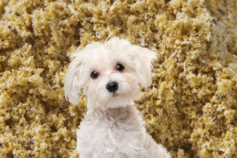 Grünlippmuschelpulver Hund