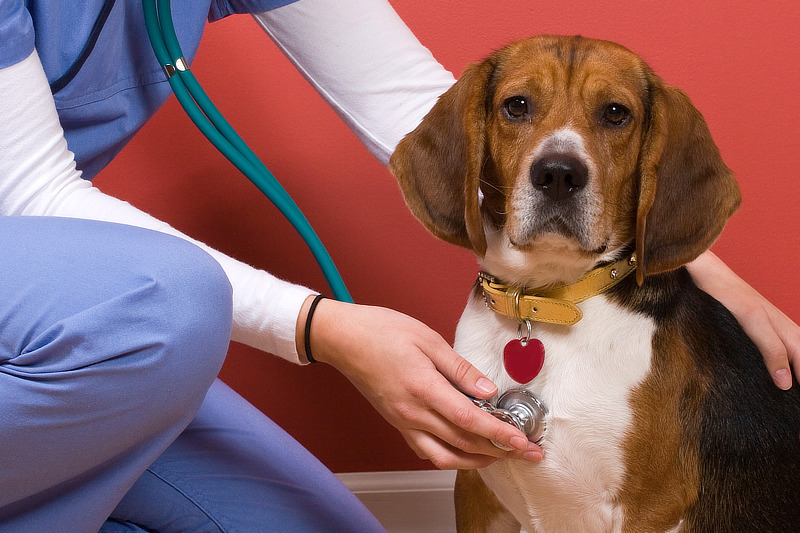 Rend tidligere Polering Vetmedin für Hunde: Anwendung, Dosierung & Nebenwirkungen