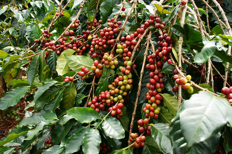 Kaffeeholz für Hunde wird aus der Kaffeepflanze hergestellt