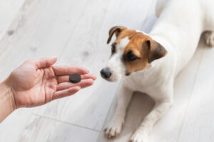 Kohletabletten Hund