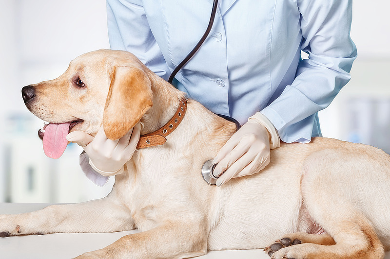 Vertmedin wird be Hunden mit Herzinsuffizienz eingesetzt