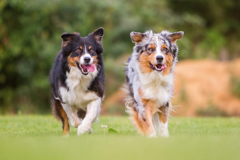 Australian Shepherd im Rasseporträt