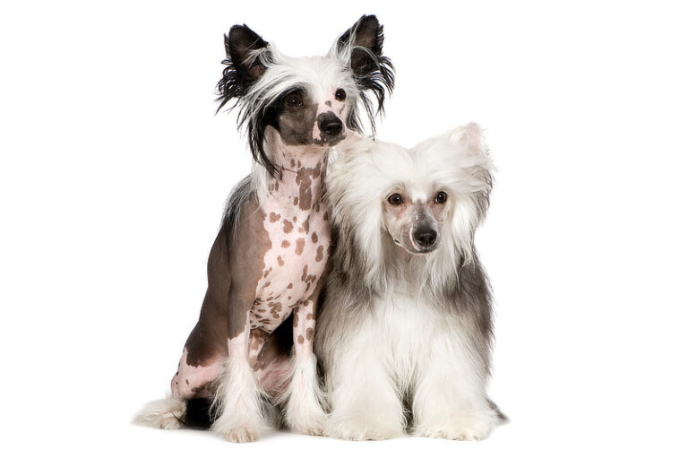 Chinesischer Schopfhund - Hairless und Powderpuff