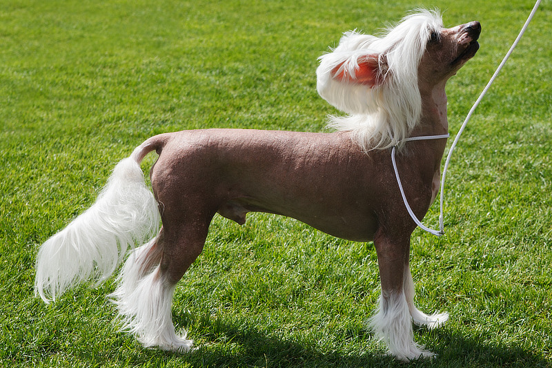 Chinesischer Schopfhund in der Hairless-Variante