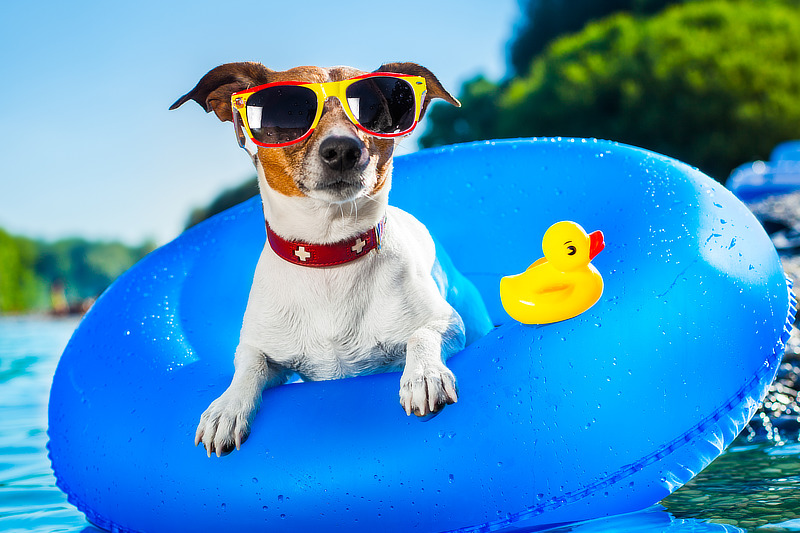 Tipps für den perfekten Sommerurlaub mit Hund