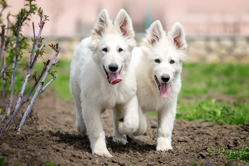 Weiße Schäferhund-Welpen