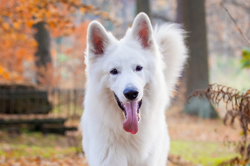 Weiße Schäferhunde sind aktive Hunde