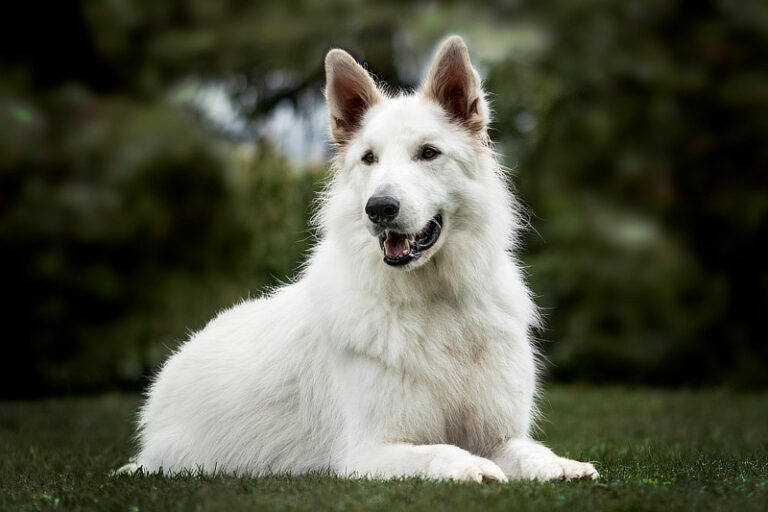 Weißer Schäferhund (Berger Blanc Suisse)