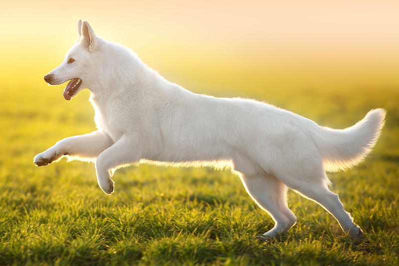 Weißer Schweizer Schäferhund