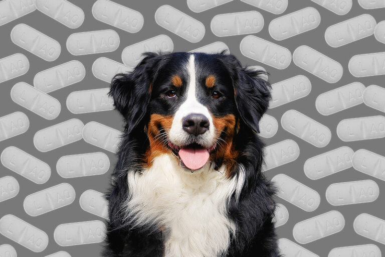 Apoquel Hund