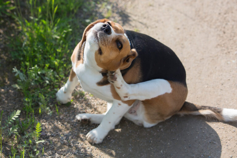 Übersprungshandlung Hund