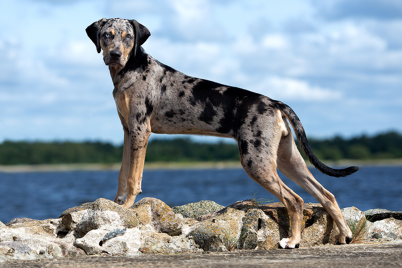 Der Catahoula ist ein sportlicher Hund für Menschen mit Hundeerfahrung