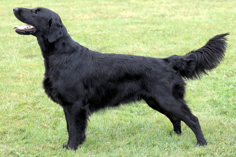 Retrievers Rassen Retriever-Arten: Alle Retriever-Rassen im Überblick