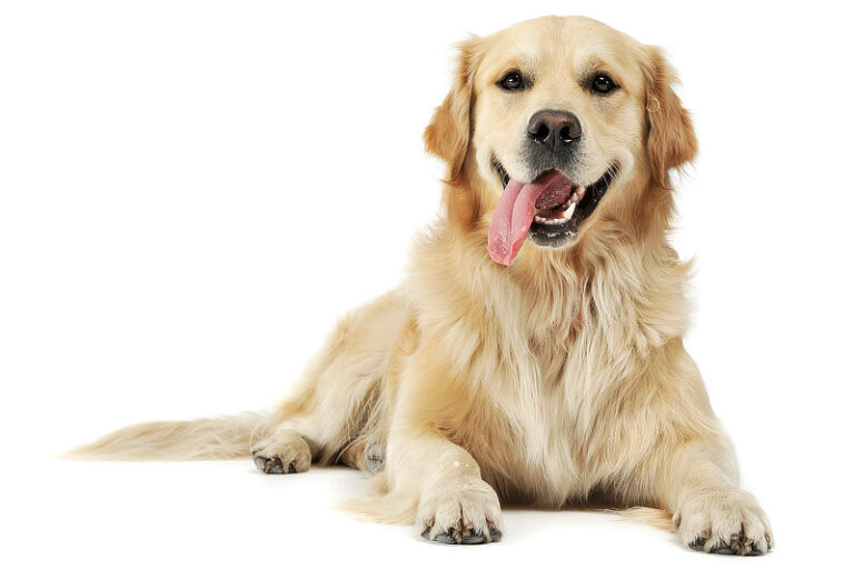 Retrievers Rassen Retriever-Arten: Alle Retriever-Rassen im Überblick