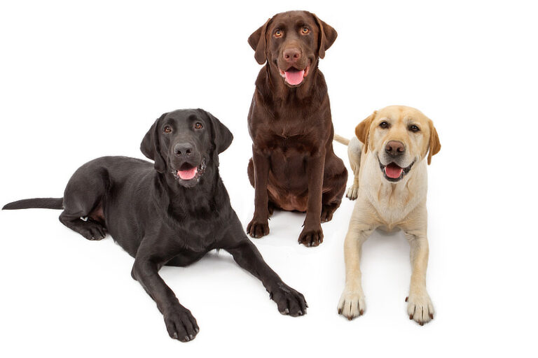 Retrievers Rassen Retriever-Arten: Alle Retriever-Rassen im Überblick