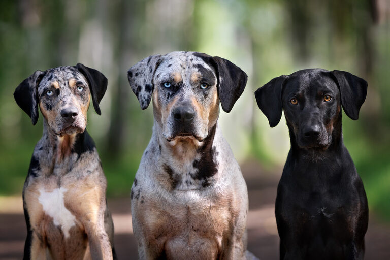 Rasseporträt Louisiana Catahoula Leopard Dog