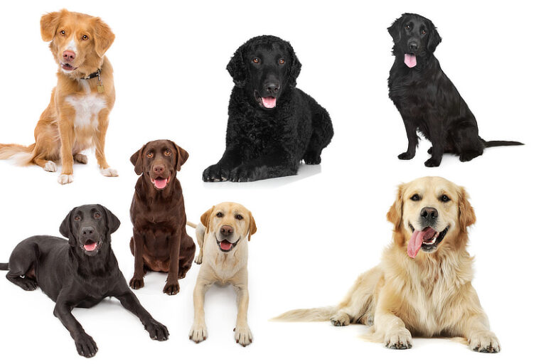 Retriever-Arten: Alle Retriever-Rassen im Überblick