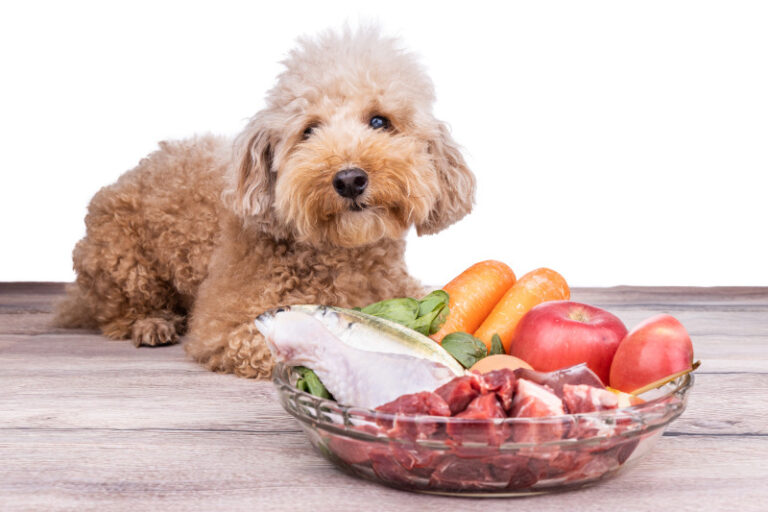 Hunde BARFen - Vorteile, Zutaten, Mengen und Tipps