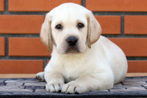 Labrador-Welpe
