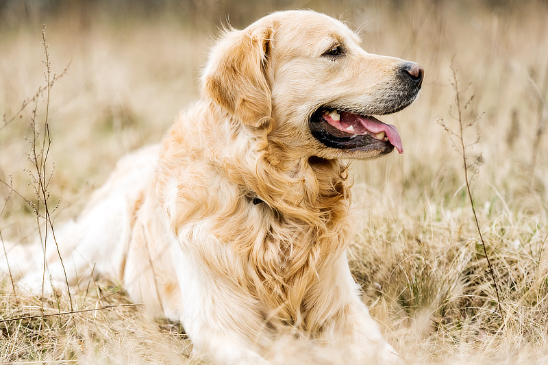 Der Goldie gehört zu den beliebtesten Hunden weltweit