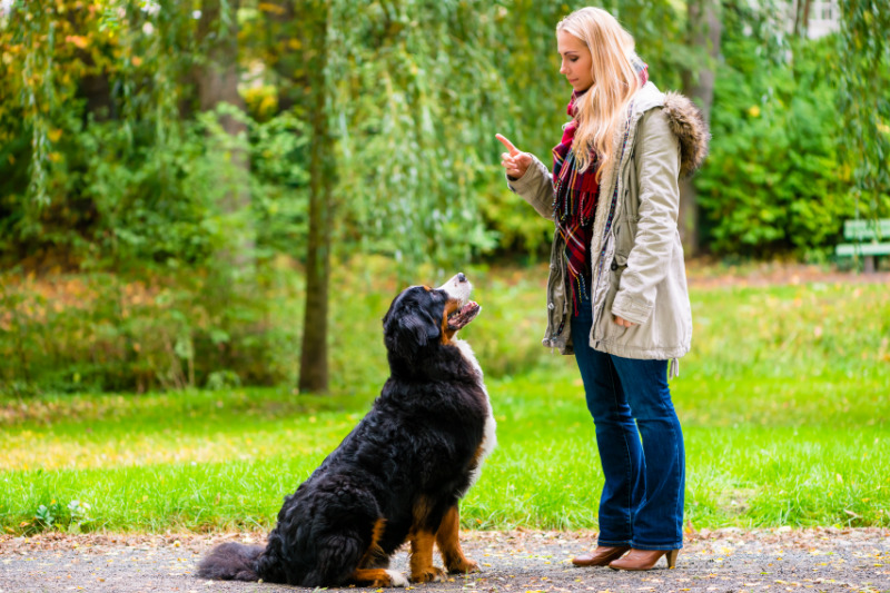 Gemeinsame Spaziergänge stärken die Bindung zwischen Hund und Halter