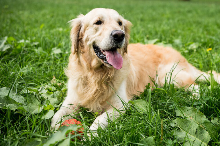 Golden Retriever im Rasseporträt