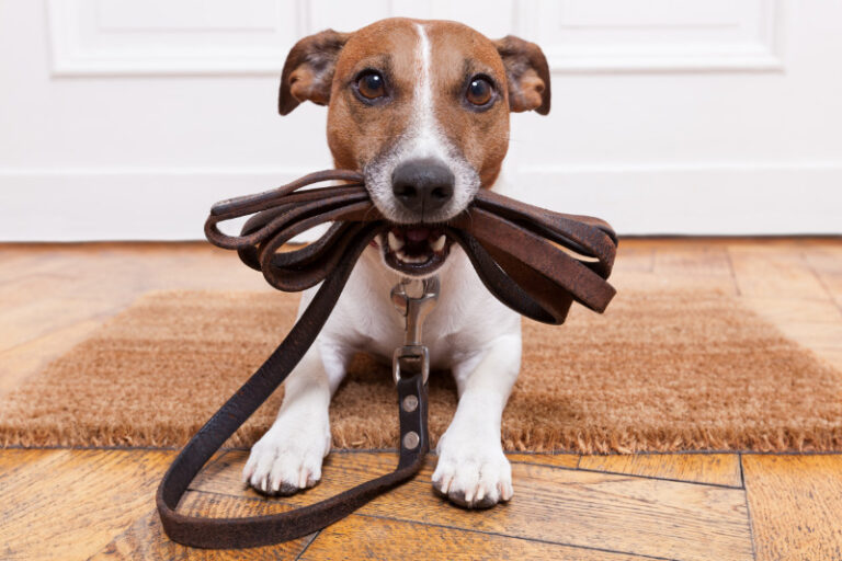 Worauf muss ich achten, wenn ich mit dem Hund spazieren gehe