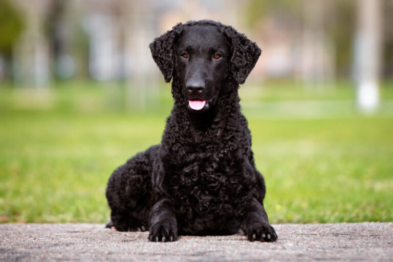 Curly Coated Retriever im Rasseporträt