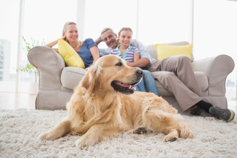 Ein neuer Hund zieht ein: Wie bereite ich mich auf den Einzug vor?