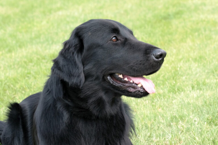 Flat Coated Retriever im Rasseporträt