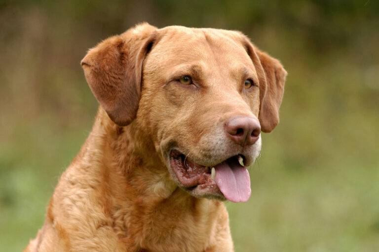 Chesapeake Bay Retriever im Rasseporträt