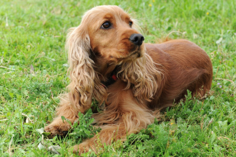 Der Cocker Spaniel im Rasseporträt