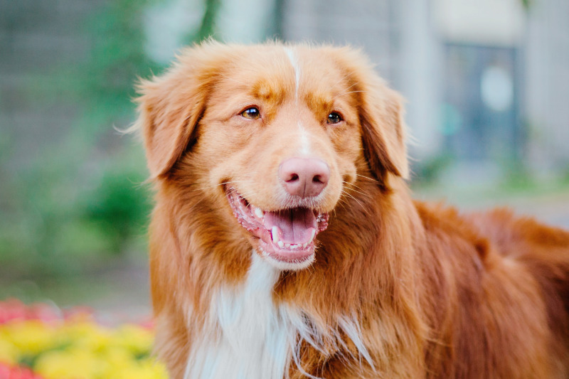 Der Nova Scotia Duck Tolling Retriever eignet sich für aktive Personen und Familien